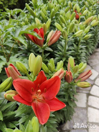 Лилия summer scarlet