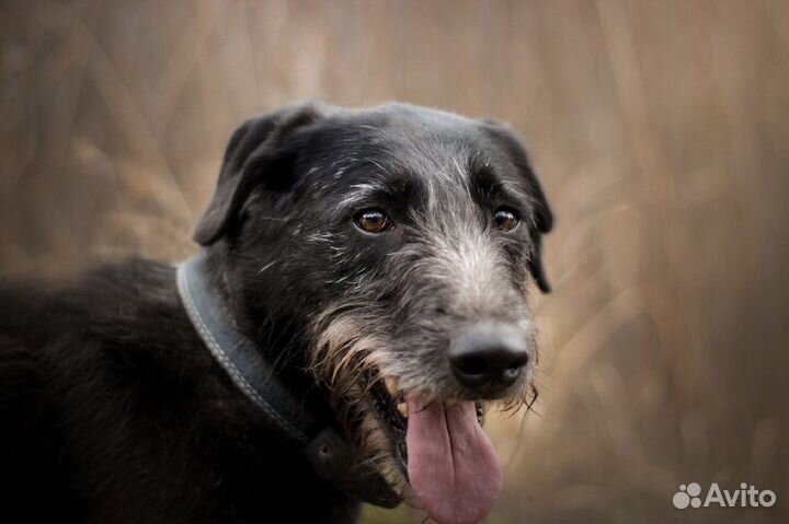 Собака Бабетта, звезда в дар