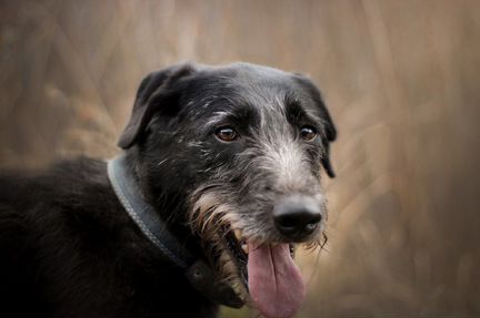 Собака Бабетта, звезда в дар