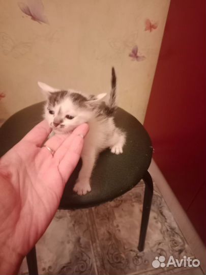 Кошка в дар бесплатно
