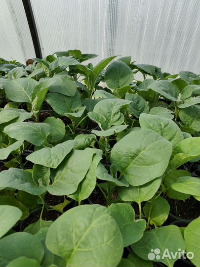 Рассада помидор, перца и баклажан