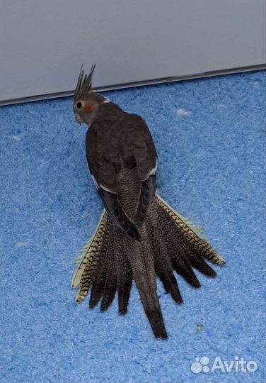 Птенец Кореллы