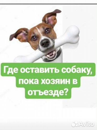 Зоогостиница для собак