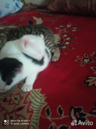Котята метисы