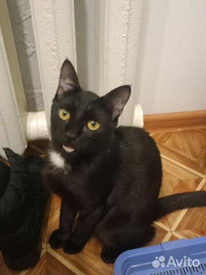 Кошки в добрые руки бесплатно