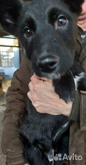 Щенки в дар