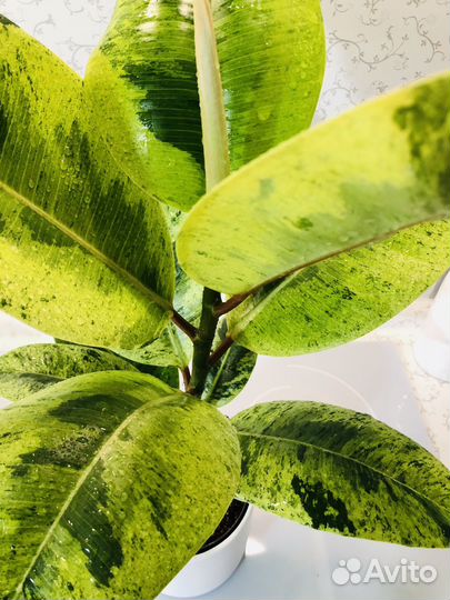 Фикус Шриверианна