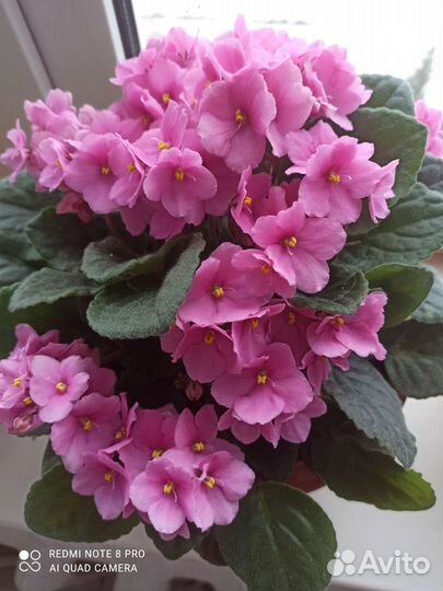 Сортовые фиалки