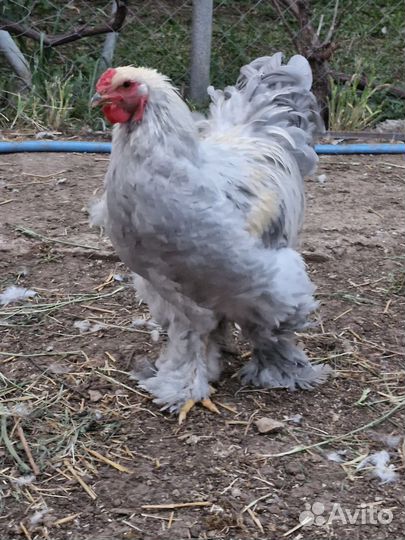 Петух Брама изабелла