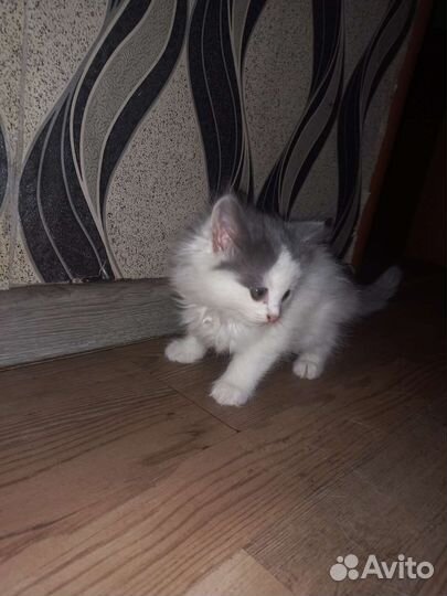 Котята