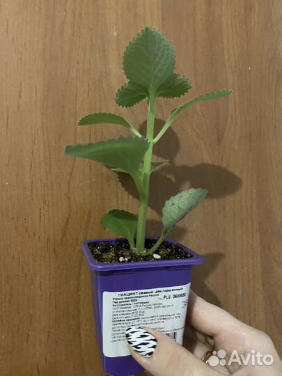 Плектрантус (комнатная мята)