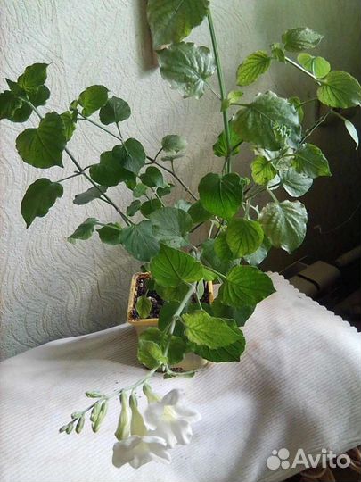 Азистазии сетчатая, вариегатная и обычная