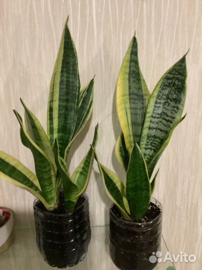 Сансевиерия Футура Суперба