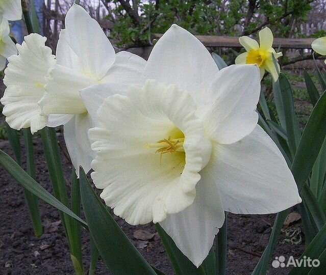 Луковицы нарциссов