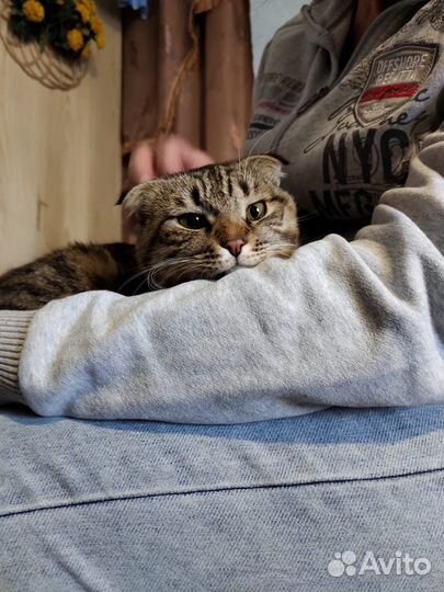 Кошка в добрые руки