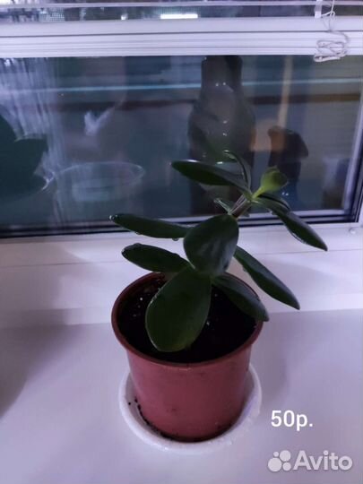 Сансевиерия