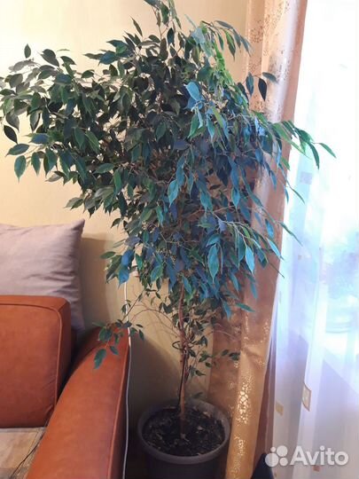 Фикус бенджамина большой высотой 190 см
