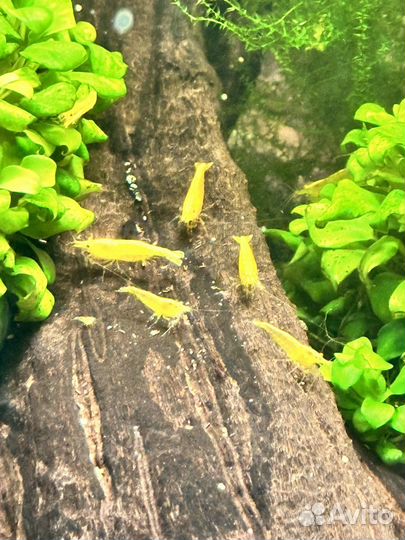 Креветки Neocardina жёлтый неон