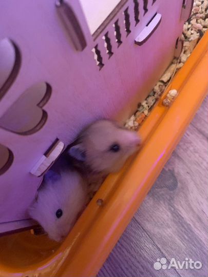 Сирийские хомячки малыши