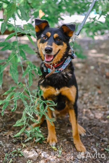 Приходи в приют за другом
