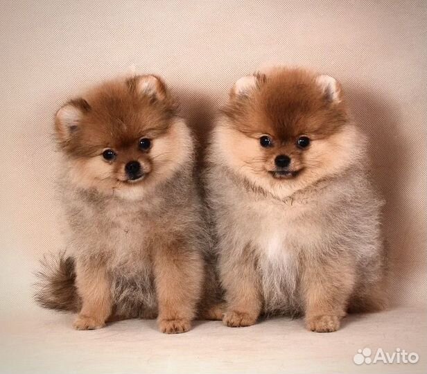 Щенки померанского шпица