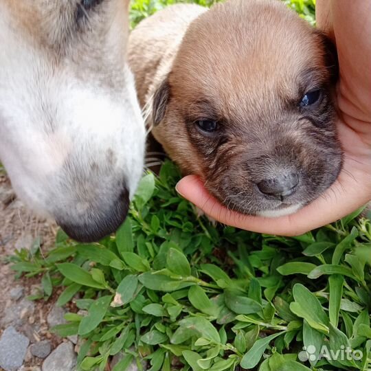 Щенки бесплатно