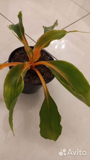 Хлорофитум Грин Оранж (Chlorophytum amanien)