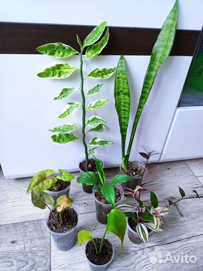 Комнатные цветы