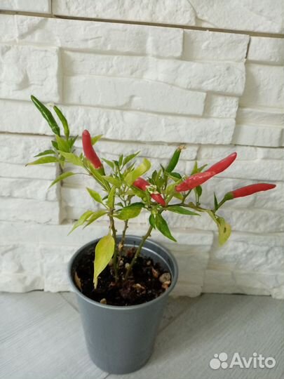 Перец острый огонек