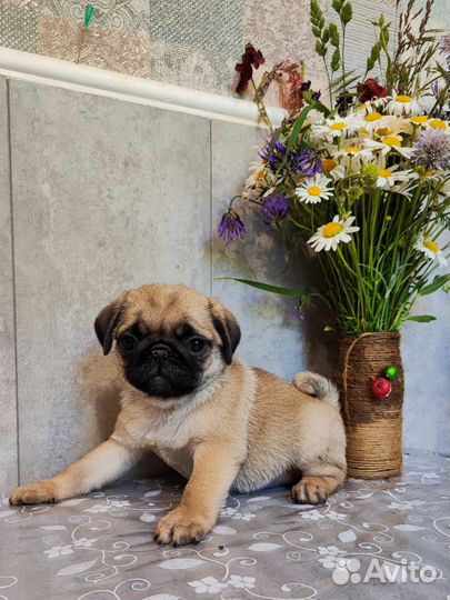 Щенки мопса