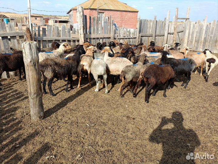 Овцы, бараны, ягнята