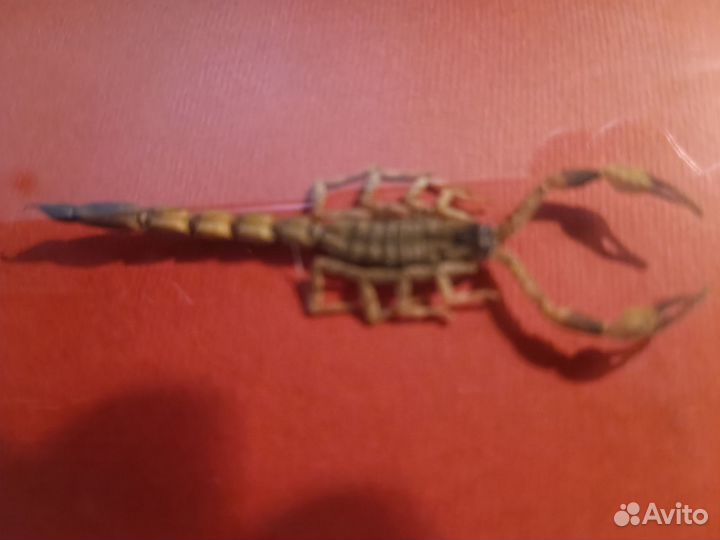 Скорпион препарированный