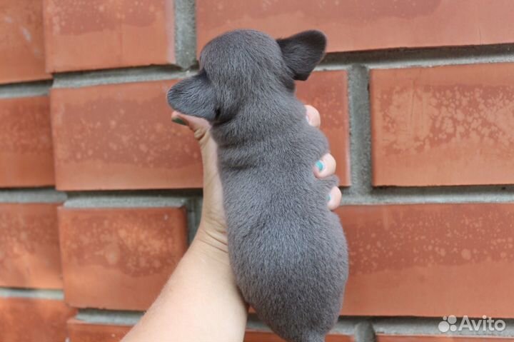 Детки Чихуахуа