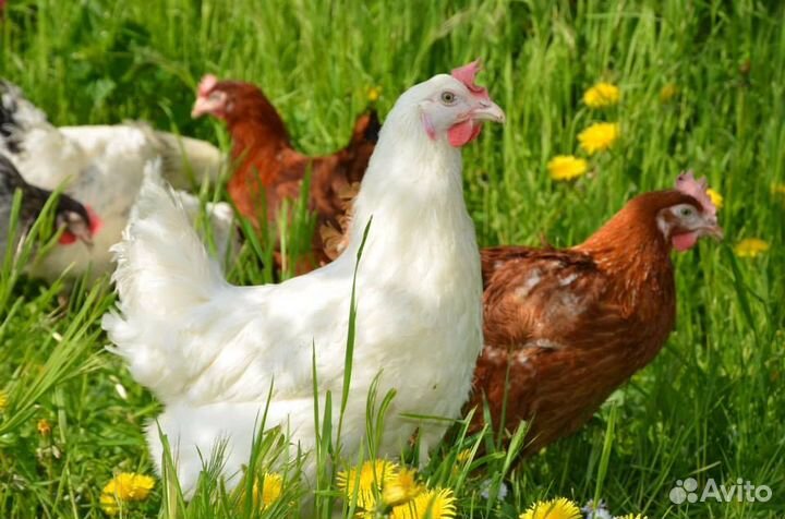 Куры несушки от 10 шт с бесплатной доставкой