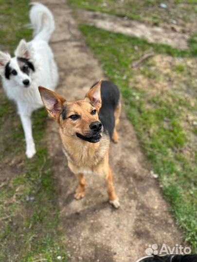 Собака в добрые руки