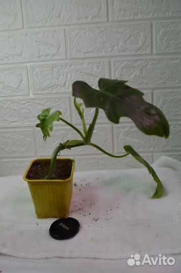 Филодендрон ксанаду майк. Растет лианой