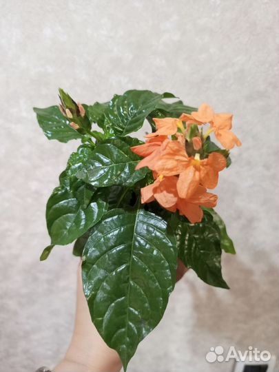 Спатифиллум