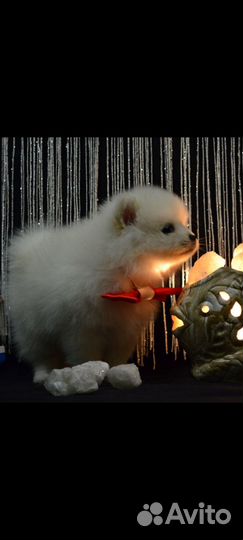 Щенки шпица