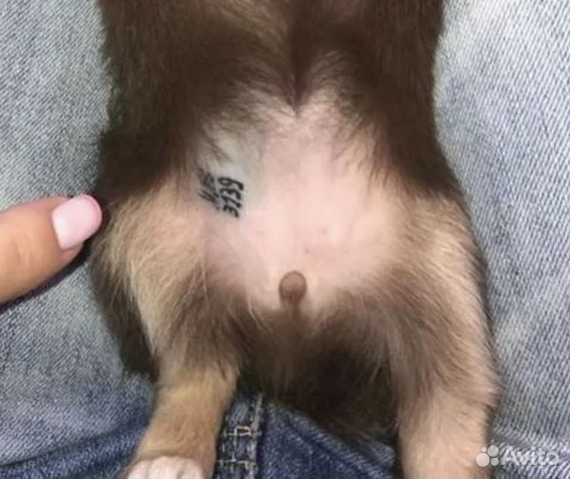 Клеймо щенкам