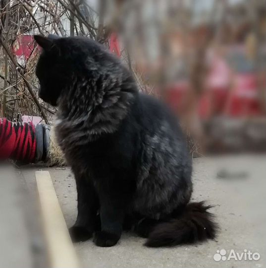 Котик редкого окраса Гриша ищет дом