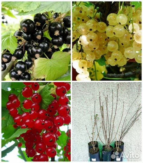 Смородина чёрная, красная, белая