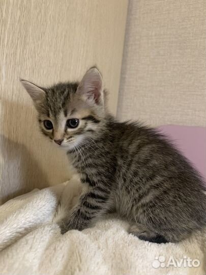 Котёнок бесплатно