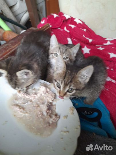 Котята бесплатно
