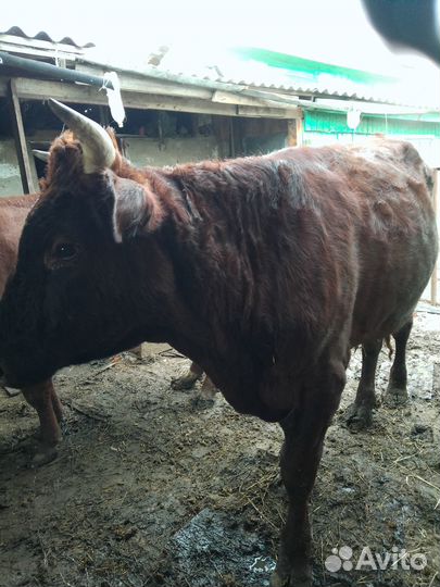Продам быка