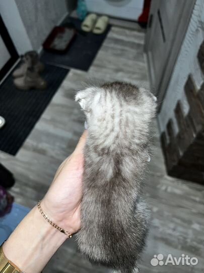 Шотландская вислоухая