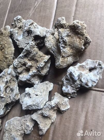 Крымский ракушняк