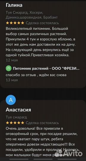 Саженцы яблони