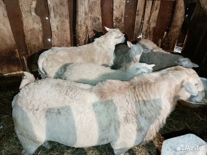 Овцы бараны катумы