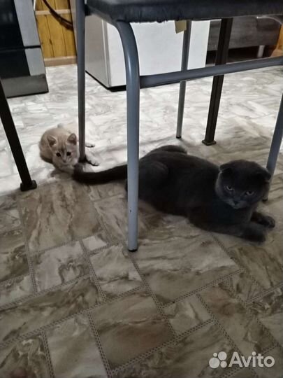 Котики бесплатно в добрые руки