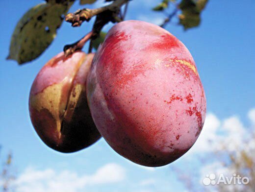 Саженец сливы